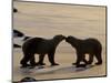 Polar Bears Sniffing / Greeting Each Other, Churchill, Canada-Staffan Widstrand-Mounted Premium Photographic Print