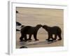 Polar Bears Sniffing / Greeting Each Other, Churchill, Canada-Staffan Widstrand-Framed Photographic Print