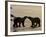 Polar Bears Sniffing / Greeting Each Other, Churchill, Canada-Staffan Widstrand-Framed Photographic Print