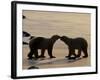 Polar Bears Sniffing / Greeting Each Other, Churchill, Canada-Staffan Widstrand-Framed Photographic Print