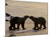 Polar Bears Sniffing / Greeting Each Other, Churchill, Canada-Staffan Widstrand-Mounted Photographic Print