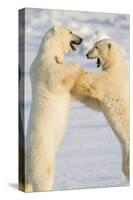 Polar Bears, Sparring Churchill Wildlife Management Area Churchill Mb-Richard ans Susan Day-Stretched Canvas