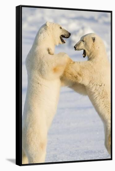 Polar Bears, Sparring Churchill Wildlife Management Area Churchill Mb-Richard ans Susan Day-Framed Stretched Canvas
