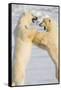 Polar Bears, Sparring Churchill Wildlife Management Area Churchill Mb-Richard ans Susan Day-Framed Stretched Canvas