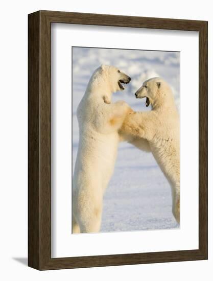 Polar Bears, Sparring Churchill Wildlife Management Area Churchill Mb-Richard ans Susan Day-Framed Photographic Print