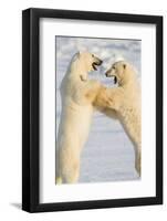 Polar Bears, Sparring Churchill Wildlife Management Area Churchill Mb-Richard ans Susan Day-Framed Photographic Print