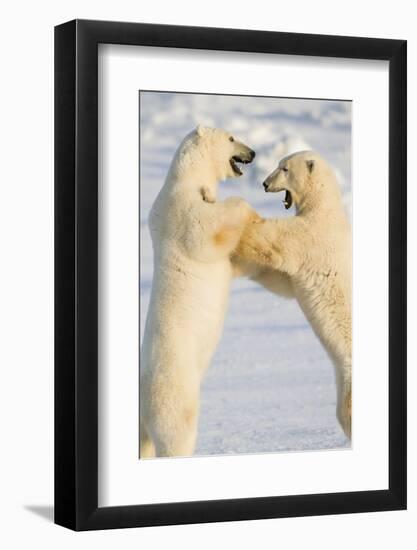 Polar Bears, Sparring Churchill Wildlife Management Area Churchill Mb-Richard ans Susan Day-Framed Photographic Print