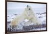 Polar Bears Sparring in Churchill Wildlife Management Area, Churchill, Manitoba, Canada-Richard and Susan Day-Framed Photographic Print