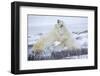 Polar Bears Sparring in Churchill Wildlife Management Area, Churchill, Manitoba, Canada-Richard and Susan Day-Framed Photographic Print