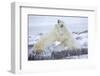 Polar Bears Sparring in Churchill Wildlife Management Area, Churchill, Manitoba, Canada-Richard and Susan Day-Framed Photographic Print
