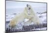 Polar Bears Sparring in Churchill Wildlife Management Area, Churchill, Manitoba, Canada-Richard and Susan Day-Mounted Photographic Print