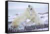 Polar Bears Sparring in Churchill Wildlife Management Area, Churchill, Manitoba, Canada-Richard and Susan Day-Framed Stretched Canvas