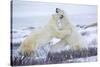 Polar Bears Sparring in Churchill Wildlife Management Area, Churchill, Manitoba, Canada-Richard and Susan Day-Stretched Canvas