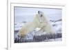 Polar Bears Sparring in Churchill Wildlife Management Area, Churchill, Manitoba, Canada-Richard and Susan Day-Framed Photographic Print