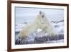 Polar Bears Sparring in Churchill Wildlife Management Area, Churchill, Manitoba, Canada-Richard and Susan Day-Framed Photographic Print