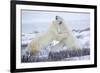 Polar Bears Sparring in Churchill Wildlife Management Area, Churchill, Manitoba, Canada-Richard and Susan Day-Framed Photographic Print