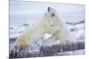 Polar Bears Sparring in Churchill Wildlife Management Area, Churchill, Manitoba, Canada-Richard and Susan Day-Mounted Photographic Print