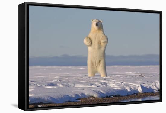 Polar bears standing up on hind legs,  barrier island outside Kaktovik, Alaska, USA-Sylvain Cordier-Framed Stretched Canvas