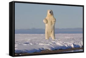 Polar bears standing up on hind legs,  barrier island outside Kaktovik, Alaska, USA-Sylvain Cordier-Framed Stretched Canvas