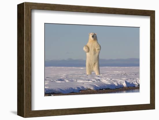 Polar bears standing up on hind legs,  barrier island outside Kaktovik, Alaska, USA-Sylvain Cordier-Framed Photographic Print
