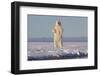 Polar bears standing up on hind legs,  barrier island outside Kaktovik, Alaska, USA-Sylvain Cordier-Framed Photographic Print