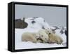 Polar Bears (Ursus Maritimus), Churchill, Hudson Bay, Manitoba, Canada-Thorsten Milse-Framed Stretched Canvas