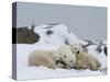 Polar Bears (Ursus Maritimus), Churchill, Hudson Bay, Manitoba, Canada-Thorsten Milse-Stretched Canvas