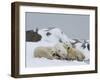 Polar Bears (Ursus Maritimus), Churchill, Hudson Bay, Manitoba, Canada-Thorsten Milse-Framed Photographic Print