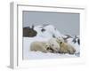 Polar Bears (Ursus Maritimus), Churchill, Hudson Bay, Manitoba, Canada-Thorsten Milse-Framed Photographic Print