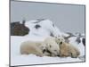 Polar Bears (Ursus Maritimus), Churchill, Hudson Bay, Manitoba, Canada-Thorsten Milse-Mounted Photographic Print