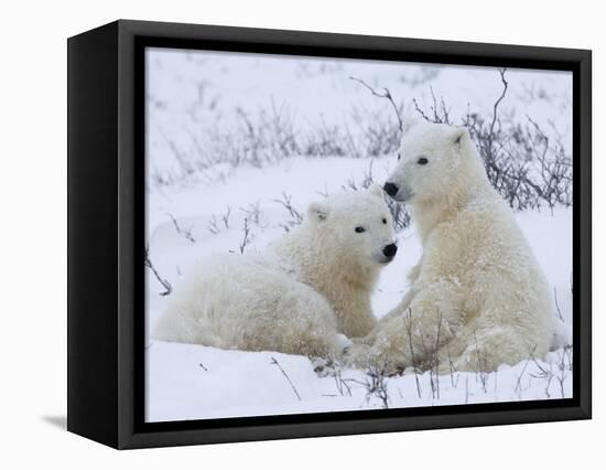 Polar Bears (Ursus Maritimus), Churchill, Hudson Bay, Manitoba, Canada-Thorsten Milse-Framed Stretched Canvas