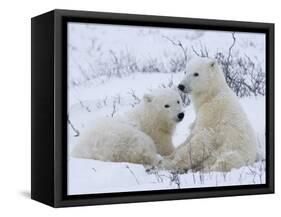 Polar Bears (Ursus Maritimus), Churchill, Hudson Bay, Manitoba, Canada-Thorsten Milse-Framed Stretched Canvas