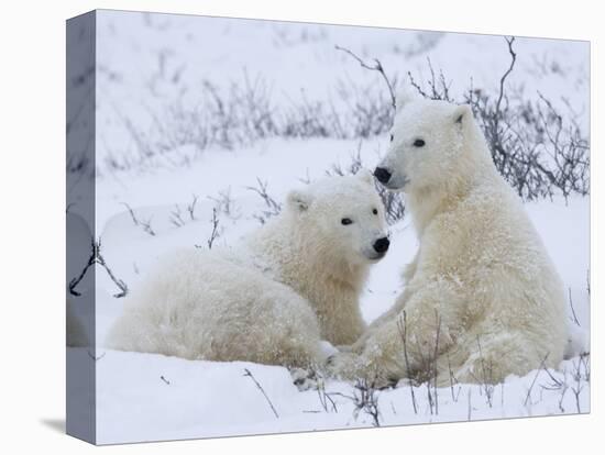 Polar Bears (Ursus Maritimus), Churchill, Hudson Bay, Manitoba, Canada-Thorsten Milse-Stretched Canvas