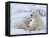 Polar Bears (Ursus Maritimus), Churchill, Hudson Bay, Manitoba, Canada-Thorsten Milse-Framed Stretched Canvas