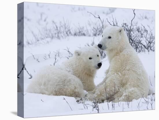 Polar Bears (Ursus Maritimus), Churchill, Hudson Bay, Manitoba, Canada-Thorsten Milse-Stretched Canvas