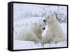 Polar Bears (Ursus Maritimus), Churchill, Hudson Bay, Manitoba, Canada-Thorsten Milse-Framed Stretched Canvas