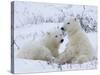 Polar Bears (Ursus Maritimus), Churchill, Hudson Bay, Manitoba, Canada-Thorsten Milse-Stretched Canvas