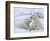 Polar Bears (Ursus Maritimus), Churchill, Hudson Bay, Manitoba, Canada-Thorsten Milse-Framed Photographic Print