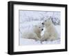 Polar Bears (Ursus Maritimus), Churchill, Hudson Bay, Manitoba, Canada-Thorsten Milse-Framed Photographic Print