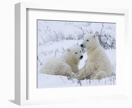 Polar Bears (Ursus Maritimus), Churchill, Hudson Bay, Manitoba, Canada-Thorsten Milse-Framed Photographic Print