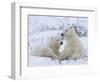 Polar Bears (Ursus Maritimus), Churchill, Hudson Bay, Manitoba, Canada-Thorsten Milse-Framed Photographic Print