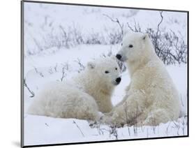 Polar Bears (Ursus Maritimus), Churchill, Hudson Bay, Manitoba, Canada-Thorsten Milse-Mounted Photographic Print