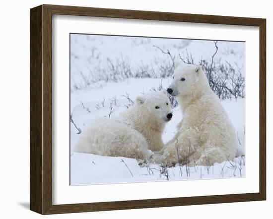 Polar Bears (Ursus Maritimus), Churchill, Hudson Bay, Manitoba, Canada-Thorsten Milse-Framed Photographic Print