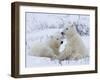 Polar Bears (Ursus Maritimus), Churchill, Hudson Bay, Manitoba, Canada-Thorsten Milse-Framed Photographic Print