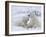 Polar Bears (Ursus Maritimus), Churchill, Hudson Bay, Manitoba, Canada-Thorsten Milse-Framed Photographic Print