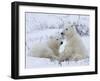 Polar Bears (Ursus Maritimus), Churchill, Hudson Bay, Manitoba, Canada-Thorsten Milse-Framed Photographic Print