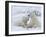 Polar Bears (Ursus Maritimus), Churchill, Hudson Bay, Manitoba, Canada-Thorsten Milse-Framed Photographic Print