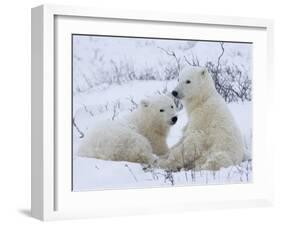 Polar Bears (Ursus Maritimus), Churchill, Hudson Bay, Manitoba, Canada-Thorsten Milse-Framed Photographic Print