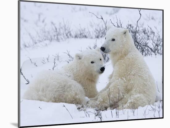 Polar Bears (Ursus Maritimus), Churchill, Hudson Bay, Manitoba, Canada-Thorsten Milse-Mounted Photographic Print