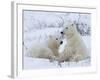 Polar Bears (Ursus Maritimus), Churchill, Hudson Bay, Manitoba, Canada-Thorsten Milse-Framed Photographic Print